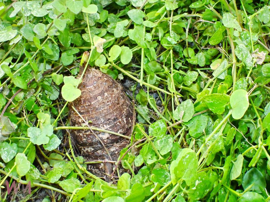 從教壇到菜園 鄭錫禧用十年打造開心農場退休生活更豐盛 - https://www.watchmedia01.com