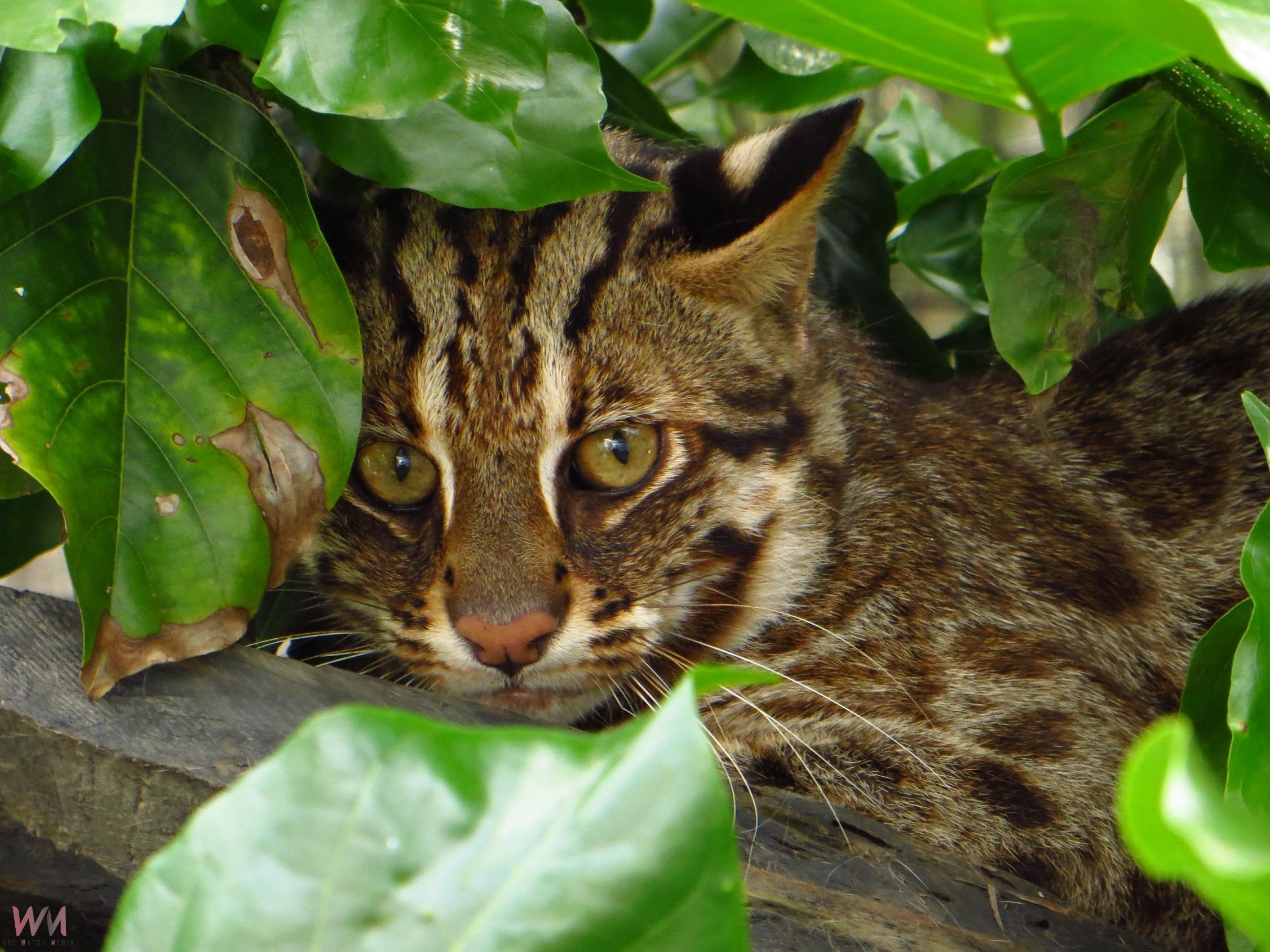 國土生態保育有成 石虎再現阿里山 - https://www.watchmedia01.com