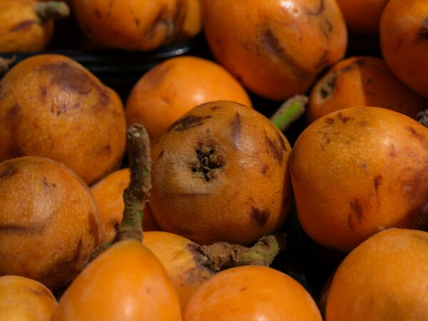 枇杷（Loquat）果實色澤金黃，不僅是常見水果，其葉片亦廣泛應用於中藥材。圖/unsplasj