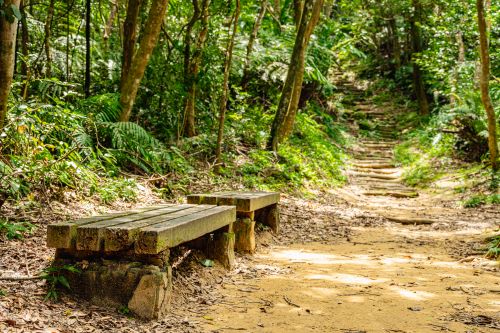《圖說》歡迎大家一同走進茶山古道，放慢腳步、打開五感。〈觀旅局提供〉
