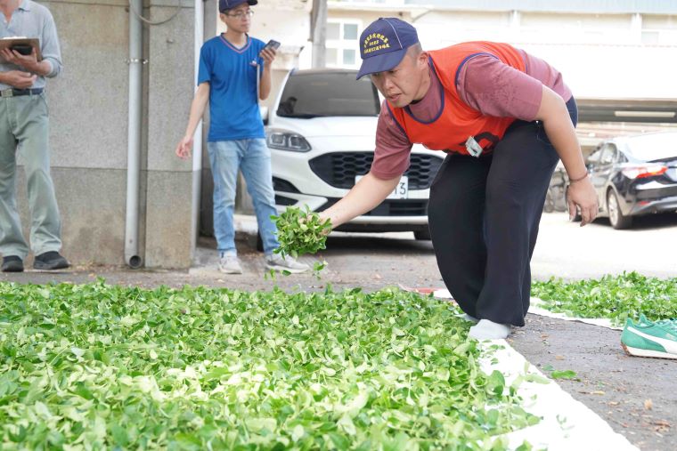 《圖說》透過茶葉評鑑及製茶技術競賽,輔導農民精進技術並生產在地好茶,圖為張宏圩參與全國製茶技術競賽。〈農業局提供〉
